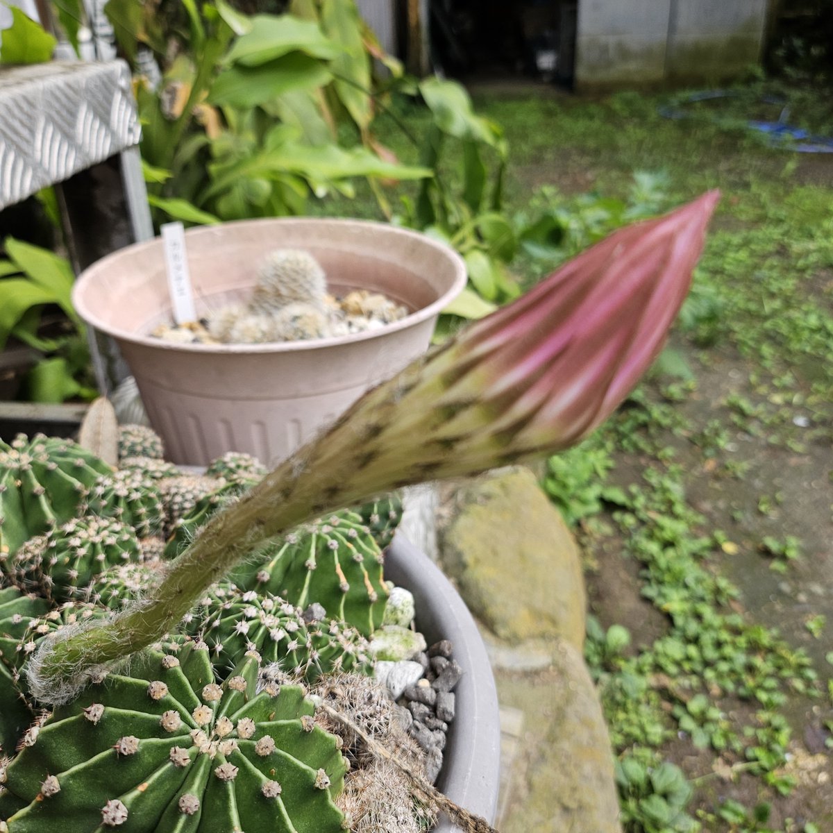 MARUMA072558888's tweet photo. ４個の花芽のうち、１個が成長したサボテン♪
いよいよ花開きます♪

月下美人の花芽も成長しています♪

#花
#月下美人
#サボテン
#kmix_flower https://t.co/a4Yv8nfm8Q
