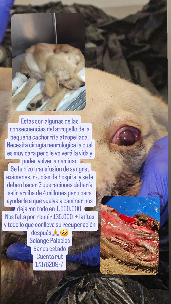sol_palacios_m's tweet photo. Necesita cirugía neurologica en C1 y C2, además le harán enucleacion y restauración de ligamentos en su patita💔😭 por favor mos falta por reunir + latitas y todo lo que conlleva su recuperación después🙏🥺por favor todo sirve🙏
Solange Palacios
Banco estado
Cuenta rut
17376209-7 https://t.co/rpBnMriZsL