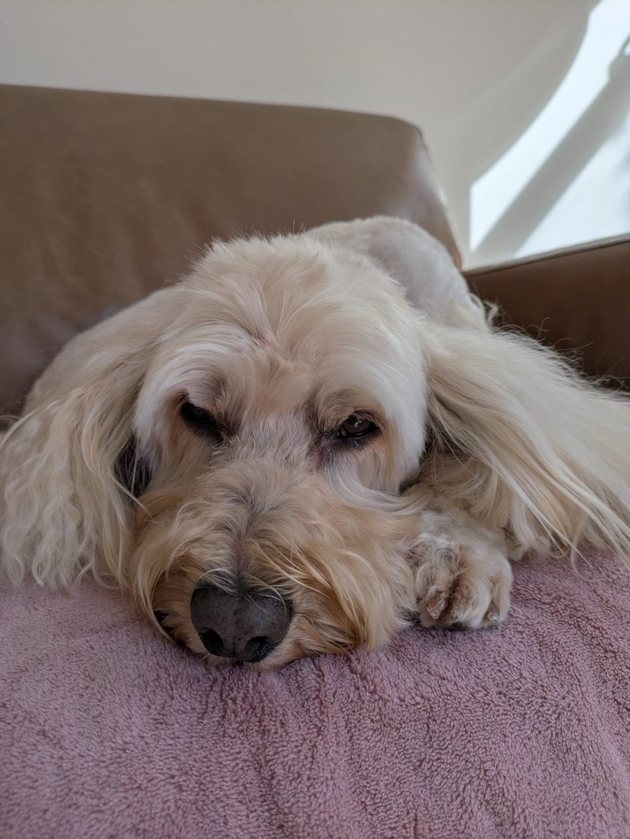 John_Dabell's tweet photo. Dad is out of Critical Care after 7 days is now on a ward. He needs to get back so we can share some fresh air together and get back to our walks and sniffs. https://t.co/gpEoVS7ATj