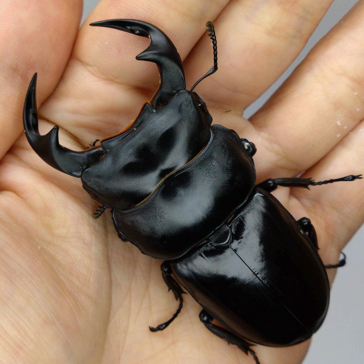 ArmorS2024's tweet photo. 今回は沖縄県浦添市のINSECT MARTさんより購入生体のご紹介です。
ベトナムアンタエウス産地ダラット ビズップヌイバ国立公園
なんと店長の林辰彦さんの自己採集品です。
持ち腹累代のWF1ペアと今年採集のWD♀を購入しました！
貴重なお話とスペシャル生体をありがとうございます！
＃INSECTMART https://t.co/tgYXIji1cL