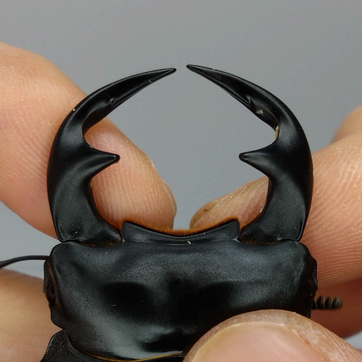 ArmorS2024's tweet photo. 今回は沖縄県浦添市のINSECT MARTさんより購入生体のご紹介です。
ベトナムアンタエウス産地ダラット ビズップヌイバ国立公園
なんと店長の林辰彦さんの自己採集品です。
持ち腹累代のWF1ペアと今年採集のWD♀を購入しました！
貴重なお話とスペシャル生体をありがとうございます！
＃INSECTMART https://t.co/tgYXIji1cL