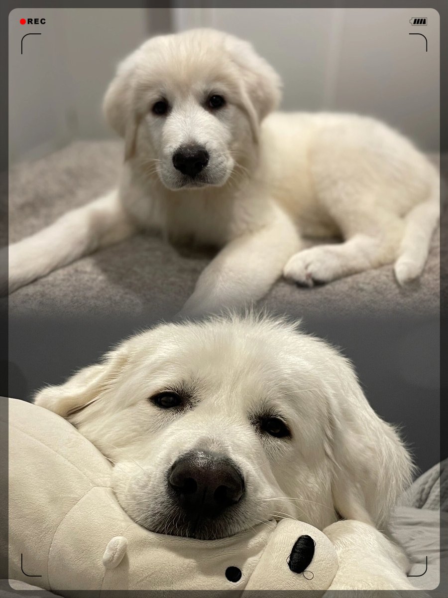 amelt640177's tweet photo. Our tiny fluffy pup turned into a silly, zoom-loving senior who still steals socks and cuddles harder than ever  10 years of love, fur, and all the chaotic sweet memories!， https://t.co/g4VKiHvdML