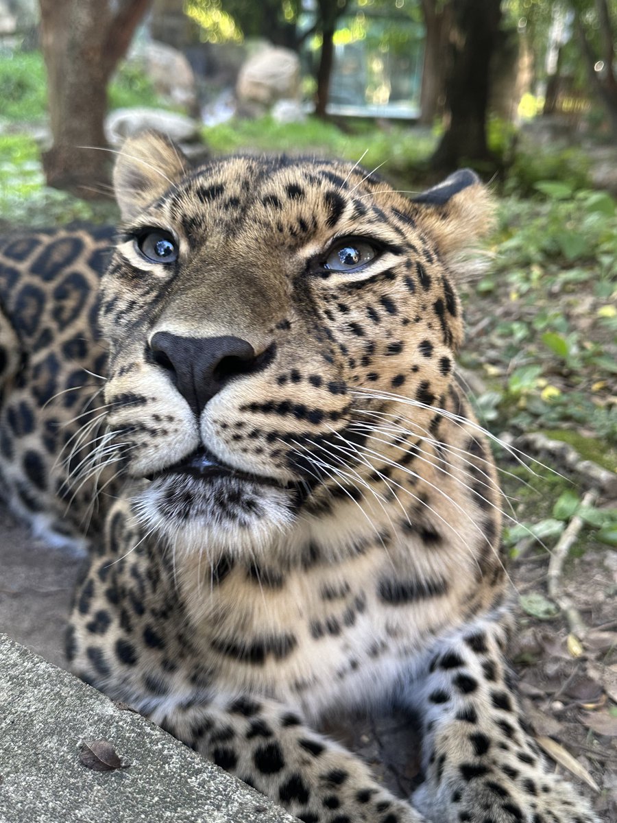 phillyzoo's tweet photo. Photo sesh with Amur leopard Kira ✨ 

Amur leopards are the rarest mammal species at the Zoo and are critically endangered with less than 150 in the wild. They are only found in the southern tip of Russia along the China border. 

📸 Animal Care Team https://t.co/XjmPDxQcZh