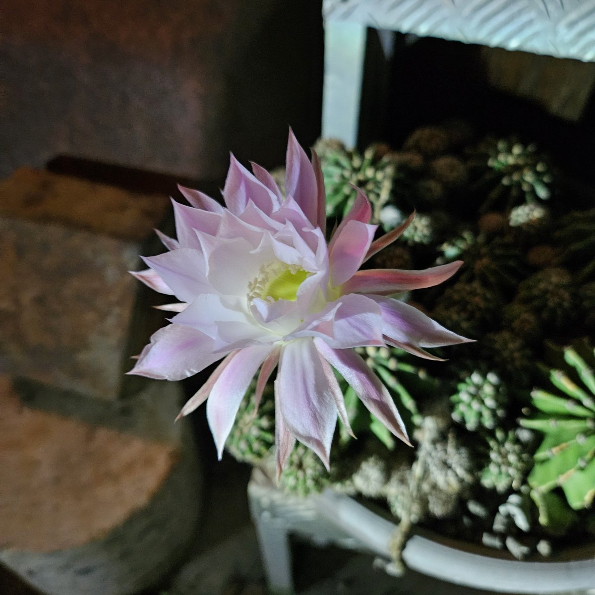 MARUMA072558888's tweet photo. 秒読みに入ったサボテン♪
華開きました♪

#花
#サボテン
#kmix_flower https://t.co/x9EYnytavJ