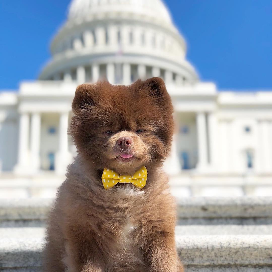 bertcoincto's tweet photo. Bert reporting from the Capitol.

Clarity has been delayed. 

Please enjoy this photo of someone who showed up prepared. https://t.co/6wN8a3loLM