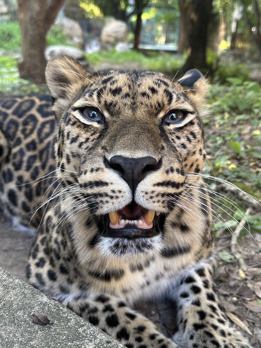 phillyzoo's tweet photo. Photo sesh with Amur leopard Kira ✨ 

Amur leopards are the rarest mammal species at the Zoo and are critically endangered with less than 150 in the wild. They are only found in the southern tip of Russia along the China border. 

📸 Animal Care Team https://t.co/XjmPDxQcZh
