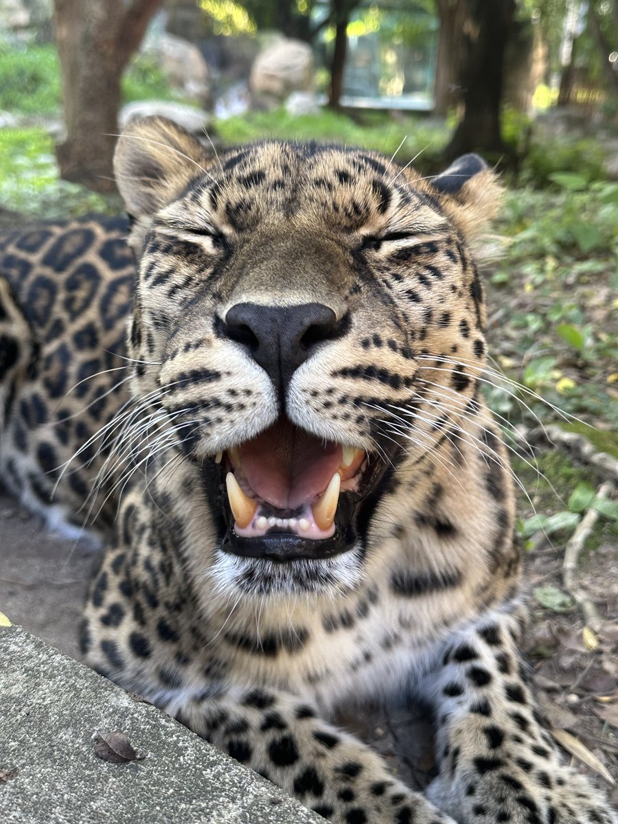 phillyzoo's tweet photo. Photo sesh with Amur leopard Kira ✨ 

Amur leopards are the rarest mammal species at the Zoo and are critically endangered with less than 150 in the wild. They are only found in the southern tip of Russia along the China border. 

📸 Animal Care Team https://t.co/XjmPDxQcZh