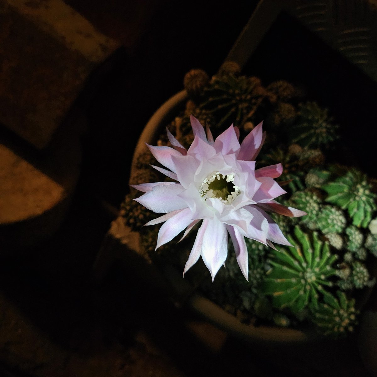 MARUMA072558888's tweet photo. 秒読みに入ったサボテン♪
華開きました♪

#花
#サボテン
#kmix_flower https://t.co/x9EYnytavJ