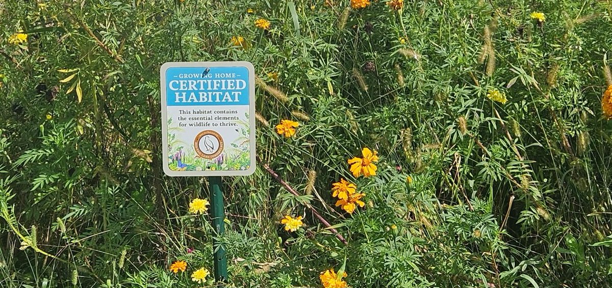 TeresaLAlley1's tweet photo. #30DaysWild helped me become certified as a pollinator garden habitat location, and my official sign arrived yesterday. My last Monarch and hummingbird left yesterday as well, but I have hopes of having even more next year! Teaching our IN DNR how to be wild too! #Hedgewatch https://t.co/D09wZGKdhD