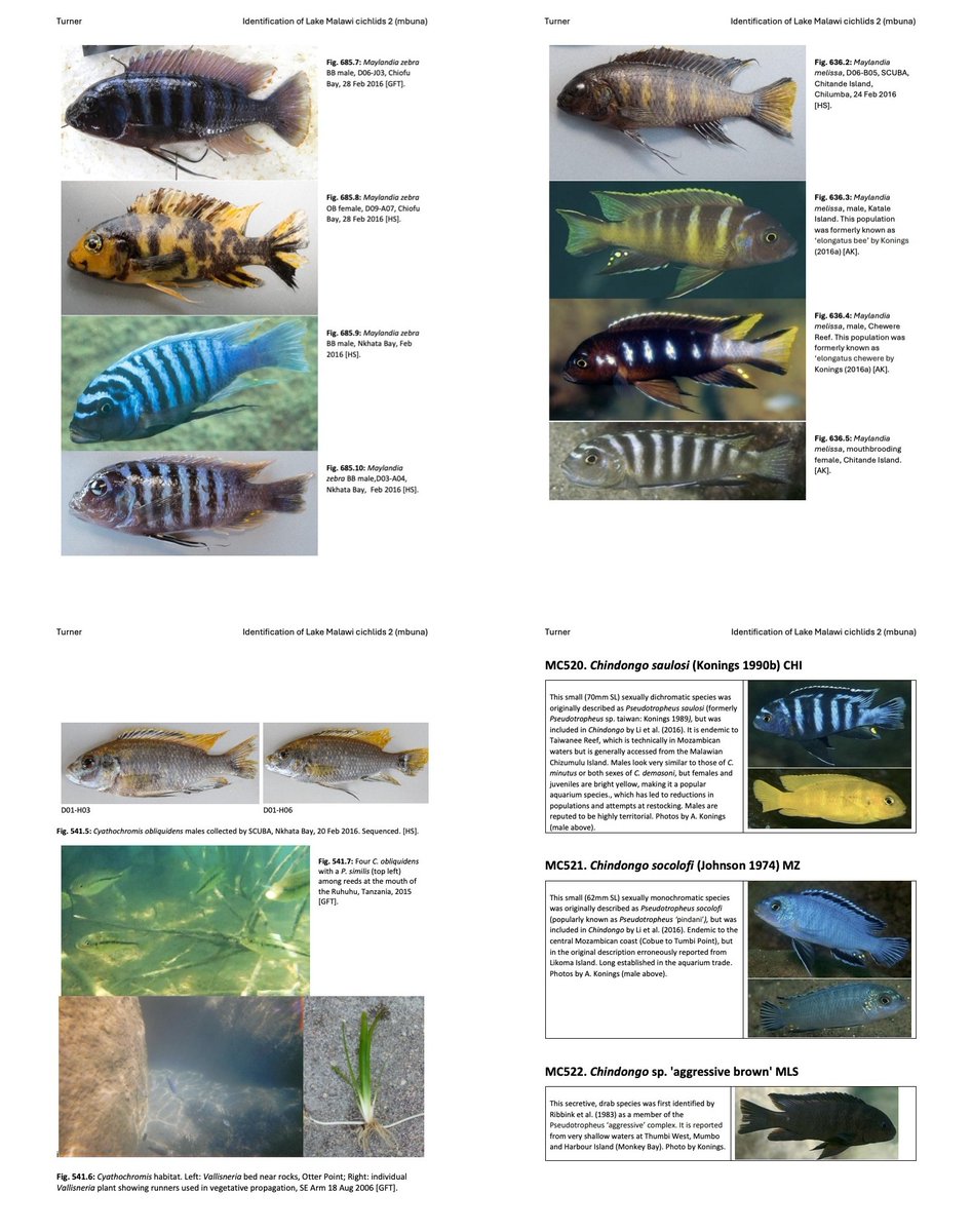 FishInTheNews's tweet photo. 'Identification of the Cichlid Fishes of Lake Malawi/Nyasa Part 2: Pseudotropheina (the ‘mbuna’ sub-radiation)', the third and final part of George Turner's major work on Lake Malawi cichlids, is now published.

🔓 (preprint) - https://t.co/beyuCd3xlV

Presenting a detailed work on the identification, distribution, and taxonomy of Lake Malawi’s rock-dwelling mbuna cichlids, addressing one of the greatest difficulties in studying the lake’s estimated 900–1,000 cichlid species: reliable species identification.

Whilst presented as a work-in-progress, this study presents the most upto date information based on genomic data (much of which is so far unpublished) and traditional taxonomy based on morphology, colour and location. Not forgetting a few surprises!

𝗥𝗲𝘀𝗲𝗮𝗿𝗰𝗵 𝗧𝗶𝘁𝗹𝗲
Identification of the Cichlid Fishes of Lake Malawi/Nyasa Part 2: Pseudotropheina (the ‘mbuna’ sub-radiation)

𝗪𝗵𝗮𝘁 𝗶𝘀 𝗮 𝗣𝗿𝗲𝗽𝗿𝗶𝗻𝘁 𝗣𝘂𝗯𝗹𝗶𝗰𝗮𝘁𝗶𝗼𝗻?
This article is a preprint and has not been certified by peer review.
https://t.co/V2rKfsN0kI

𝗖𝗶𝘁𝗮𝘁𝗶𝗼𝗻
George Francis Turner, Identification of the Cichlid Fishes of Lake Malawi/Nyasa Part 2: Pseudotropheina (the ‘mbuna’ sub-radiation). EcoEvoRxiv Preprint Server. DOI: https://t.co/rgfTlyy6pJ

𝗔𝗯𝘀𝘁𝗿𝗮𝗰𝘁
With an estimated 900-1000 species, the cichlid fishes of Lake Malawi represent the largest known adaptive radiation of vertebrates from a single common ancestor in a limited geographical area, in this case a single lake. They provide an outstanding opportunity to study the rapid diversification of form and function on a limited genetic background and to attempt understand why lineages vary so much in their propensity for diversification and how this may be influenced by their environment.

However, they present formidable difficulties in terms of the reconstruction of phylogenetic relationships, not only because of their low degree of genetic differentiation, exacerbated by issues of incomplete lineage sorting and introgression among non-sister taxa, but also because of the tremendous difficulties in species identification. This is likely partly a result of taxonomic neglect (at least half of plausible species remain undescribed) but also because of the tendency of species to attain a high degree of reproductive isolation on the basis of minimal morphological differentiation, often through divergence of signal systems including (but probably not limited to) differences in male courtship colours and display structure (bower) form. To this end, a major programme of genome sequencing is in progress, covering the entire radiation. However, a major challenge has been encountered in accurate identification of the specimens sampled. The present work reports on progress in the identification of these specimens, assessing evidence from examination of newly collected specimens and photographs in conjunction with studies of type material and literature.

Here, I focus on the subtribe Pseudotropheina (or Mbuna), of which 350+ known species are considered: this will probably prove to be a considerable underestimate. Many taxa within this group are tightly bound to patchily-distributed rocky habitats, leading to substantial within-lake geographic isolation. This is associated with sharp discontinuities in patterns of male breeding dress, which may merit recognition as narrowly-distributed endemic species or geographic colour variants, according to the model of species definition being applied. But, some populations with very similar phenotype appear to have evolved independently and may show assortative mating in laboratory trials, suggesting that they too should be regarded as distinct species.

It is intended that this work should be available as a free-standing pre-print which can be modified as further sequences are obtained, identifications are improved and species formally described.

© 2026. The copyright holder for this preprint is the author/funder, who has granted EcoEvoRxiv a license to display the preprint in perpetuity. It is made available under a CC-BY-NC 4.0 International license.
https://t.co/ECOE5ea8uy

#Mbuna #LakeMalawi #Ichthyology #Taxonomy #Biodiversity #AquariumHobby #Fishkeeping #Aquarist #TropicalFish #FishTank #RiftValleyCichlids #Cichlidae #Cichlids #Cichlid #Buntbarsch #Buntbarsche #Ciklid #Ciklider #Ciclidos #Cichlides #AfricanCichlids #Cichliformes #Labeotropheus