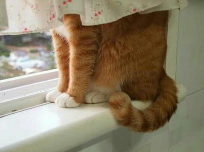 PrincessOfTheFO's tweet photo. *She's stealth, she's invisible* https://t.co/A6If9994iK