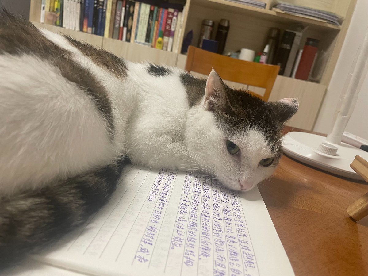 LuannaMijarvmv's tweet photo. Just tried to print my school assignment and accidentally printed 17 copies of a pic of my cat napping instead. My lab mate’s now using them as sticky notes for exam cram tips — no notes needed, the fluff’s already stress-relief enough https://t.co/Fhvh0SiozU