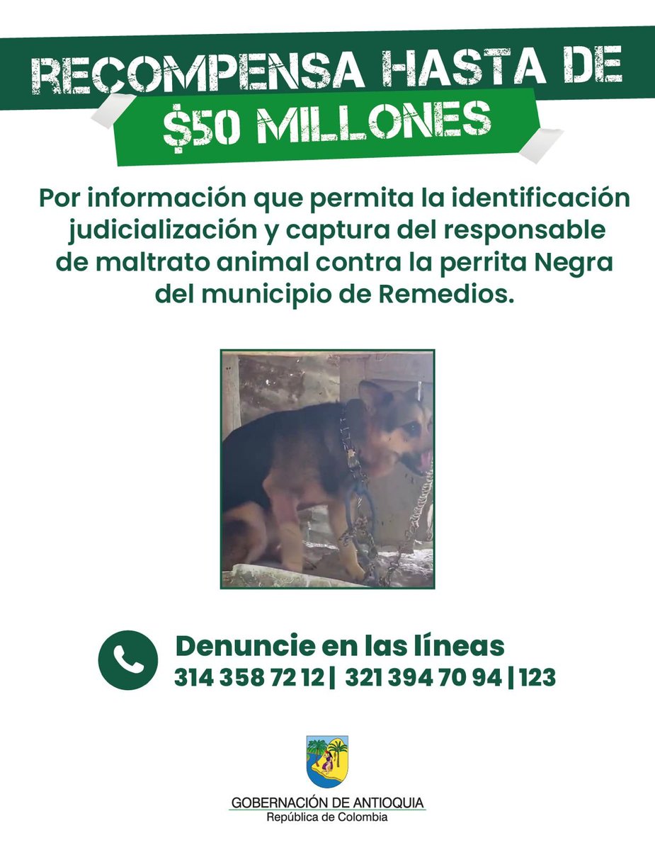 DenunciasAntio2's tweet photo. 🚨🐕 En el municipio de Remedios #Antioquia no solo hirieron a una perrita. Hirieron la dignidad de un pueblo.

“Negra” ya está en una fundación de Guarne, en tratamiento. Sobrevivió. Quien la atacó sigue suelto.

Por eso hay hasta $50 millones por información que permita ubicarlo y capturarlo.

Si viste algo, escuchaste algo o sabes quién fue: Línea 123 Antioquia.

El maltrato animal no es un “exceso”. Es un delito. Y en Antioquia no se va a quedar en silencio.

¿Tú qué harías si esto hubiera pasado en tu barrio?

#DenunciasAntioquia