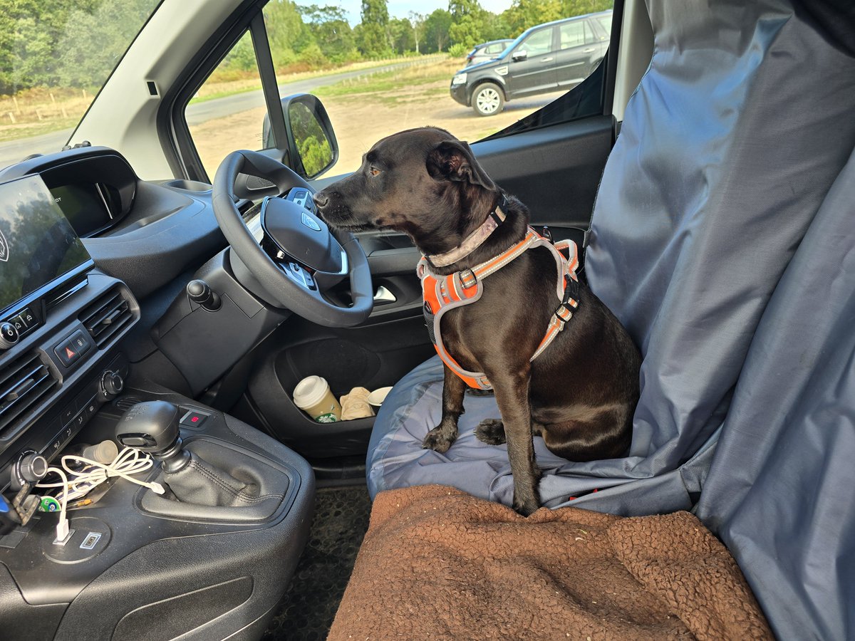 LawnMasterNotts's tweet photo. For this weeks #pupdate here he is showing he is a pooch of many talents
He drove us to Clumber yesterday #sbswinnershour https://t.co/WftNZBB0Ba