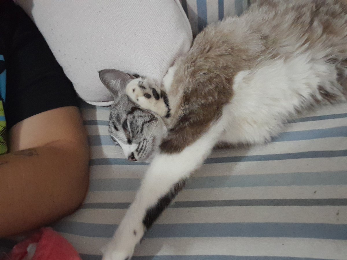 acervpriscilla's tweet photo. como q ela dorme assim e n tem dor nas costas e eu q durmo em cama ortopédica certinho travo as costas o tempo todo? https://t.co/7zqNp11eGQ