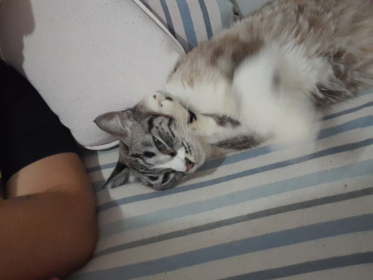 acervpriscilla's tweet photo. como q ela dorme assim e n tem dor nas costas e eu q durmo em cama ortopédica certinho travo as costas o tempo todo? https://t.co/7zqNp11eGQ