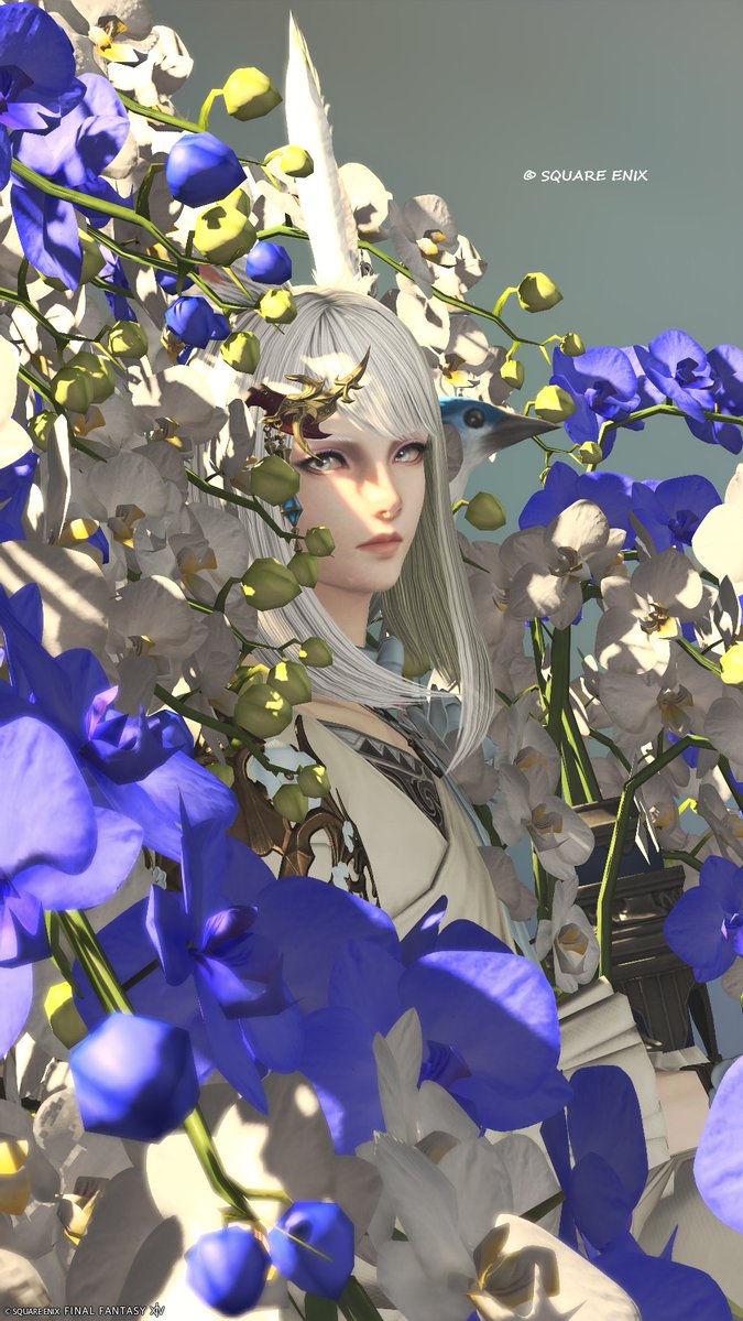 dg_ucl's tweet photo. 𝐺𝑜𝑜𝑑 𝑚𝑜𝑟𝑛𝑖𝑛𝑔︎🌹
#Su_Studio
#FF14 #おはウサ https://t.co/VgUqYLHSfB