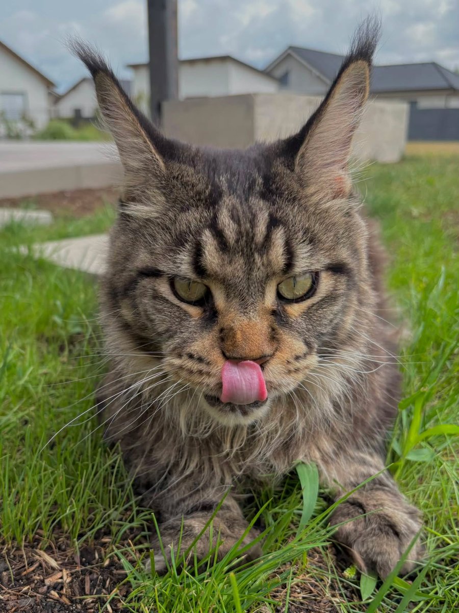 yourcatposted's tweet photo. Which photo 1-4 is your favourite?🥰
📸 ig: theo_bigpaws https://t.co/8w4FwGAIBP