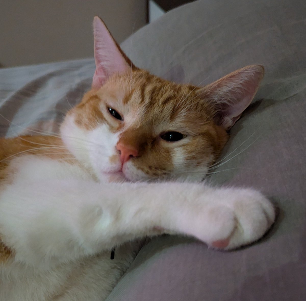 oxmid_'s tweet photo. В моего кота вселился демон из сверхъестественного
#CatsLover https://t.co/KoF4DKCzab