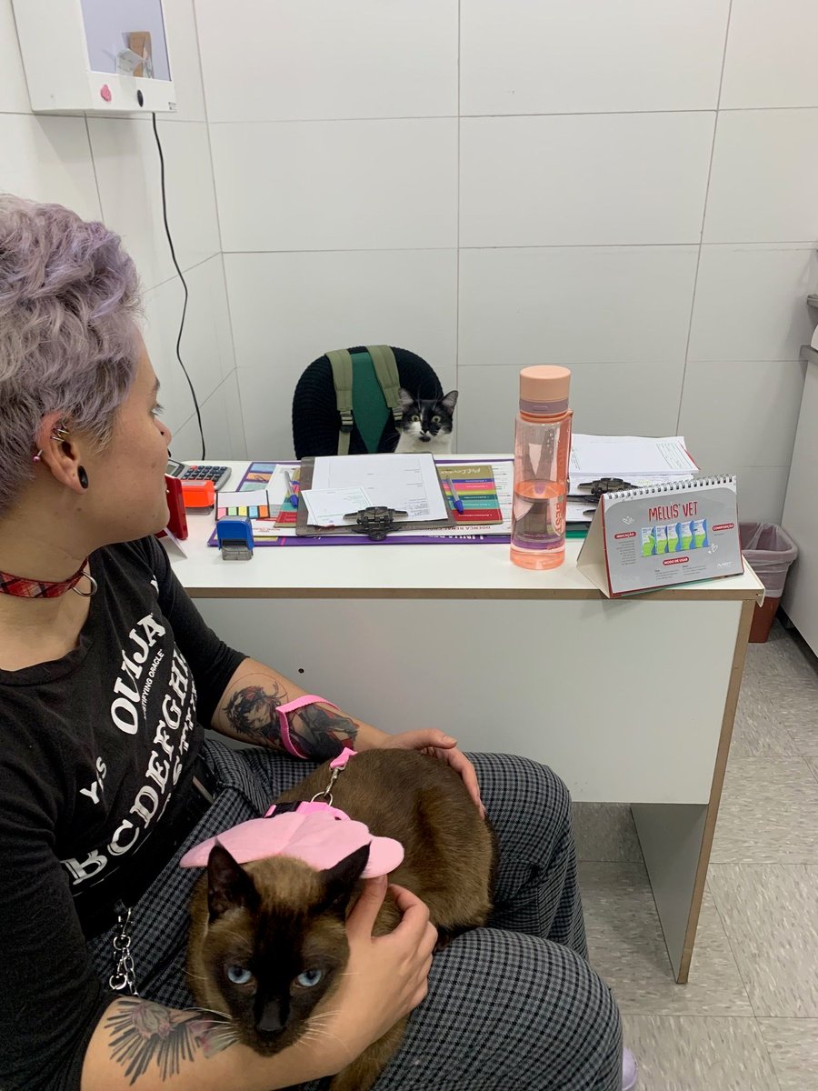 CatWorkers's tweet photo. > Take cat to the vet
> Vet is also a cat https://t.co/Kk1yDNBgRu