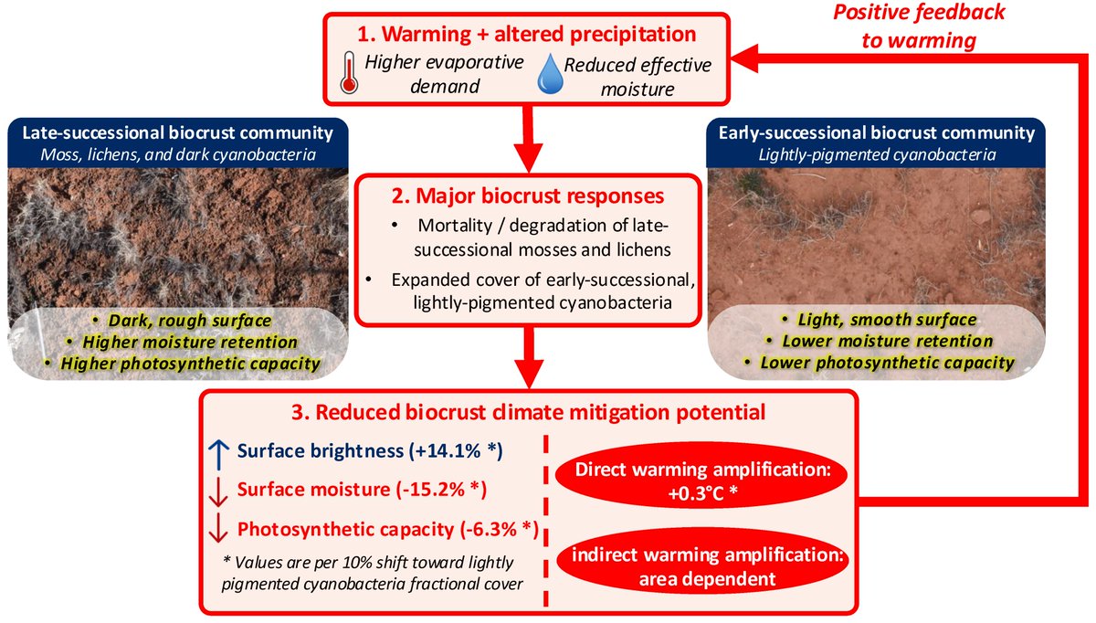 Wkolby's tweet photo. Happy to share a new paper from a field campaign with an amazing team: "Experimental evidence of a biological soil crust degradation climate warming amplification feedback," with @ecology_awesome and others https://t.co/Gq6rumQz8i https://t.co/ocv1wLyKWR
