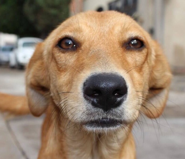 NilTTT's tweet photo. Eu assistindo a votação no STF mas não entendendo nada https://t.co/lNuAriC3iR