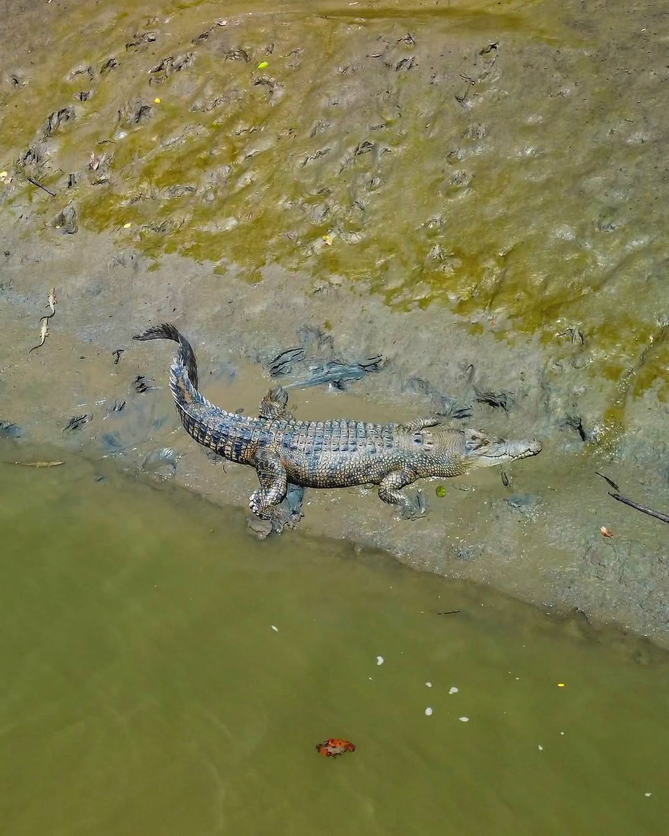 minsi_outdoor's tweet photo. Can you spot the 4 Crocs in the last pic? 🐊

I was SO happy to get this drone footage! What an encounter 😍 https://t.co/b91Hg51L6q