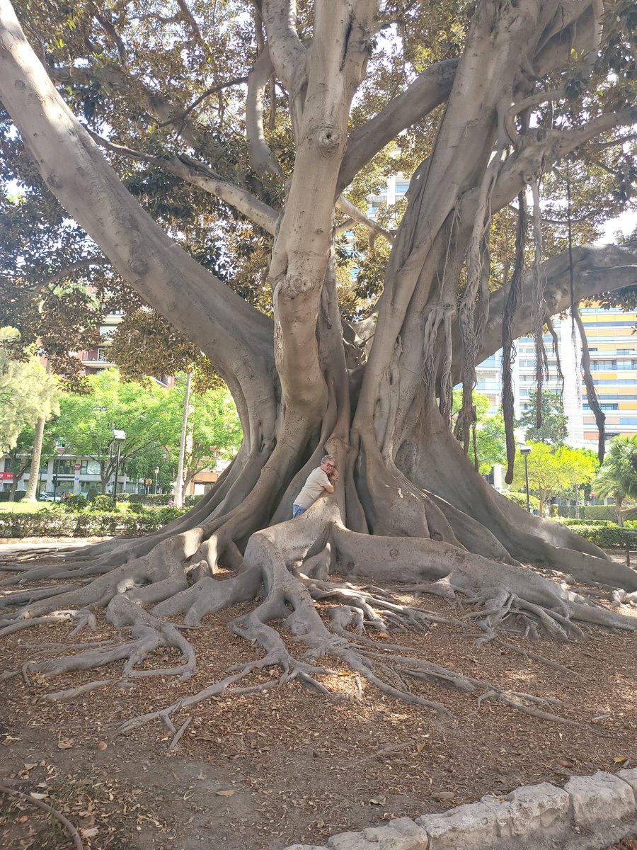MarsegliaEnzo's tweet photo. Un albero sa abbracciare, fino a farti sentire il suo battito del cuore❤️ https://t.co/wVyq3A4kEj