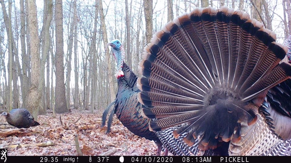 BrowningCams's tweet photo. Mystery solved! 🦃
Yesterday’s mystery was a double-bearded tom putting on quite the show for the Browning Trail Camera! Great capture from Pro-Staffer Don Pickell.
#TrailCamTuesday #MysteryMonday #BrowningCameras #AlwaysThere https://t.co/W964FrOpqi