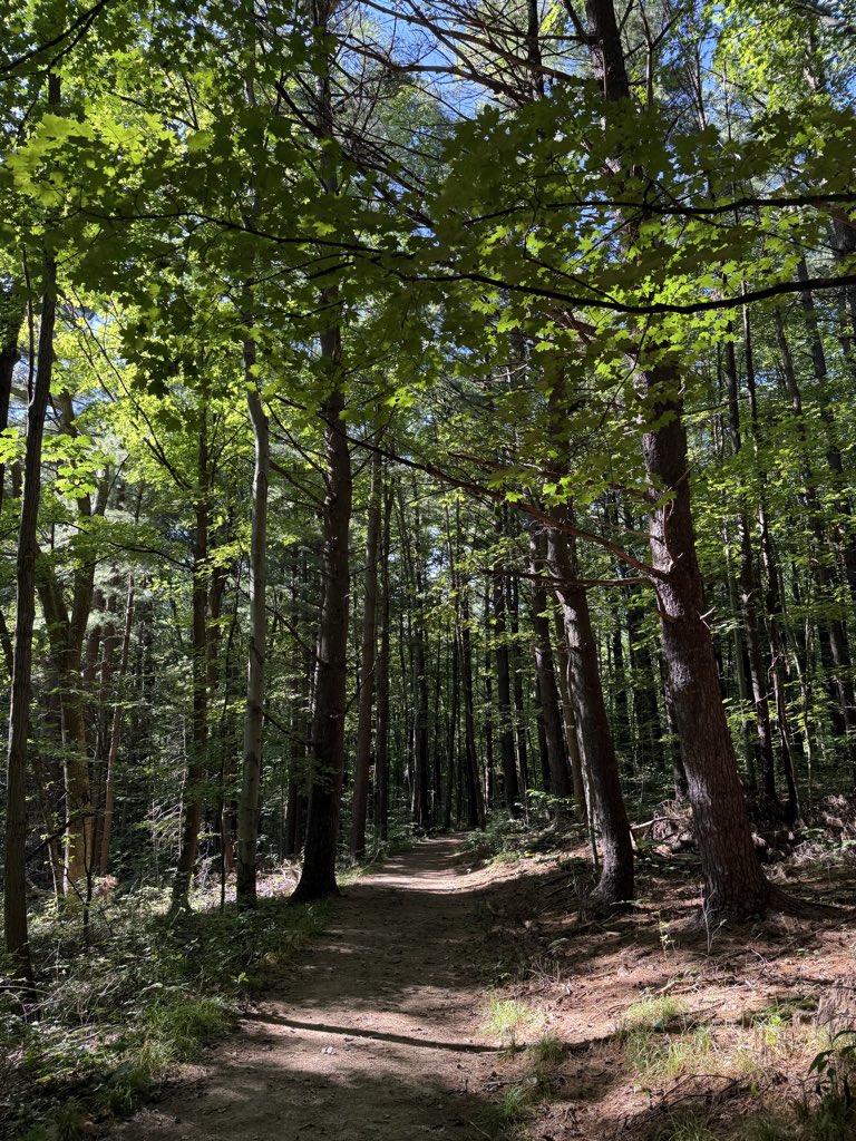zeitgeistlens's tweet photo. 🌳 Scenes from Wetmore | 14 September 2026 https://t.co/ioT8r0LwxL