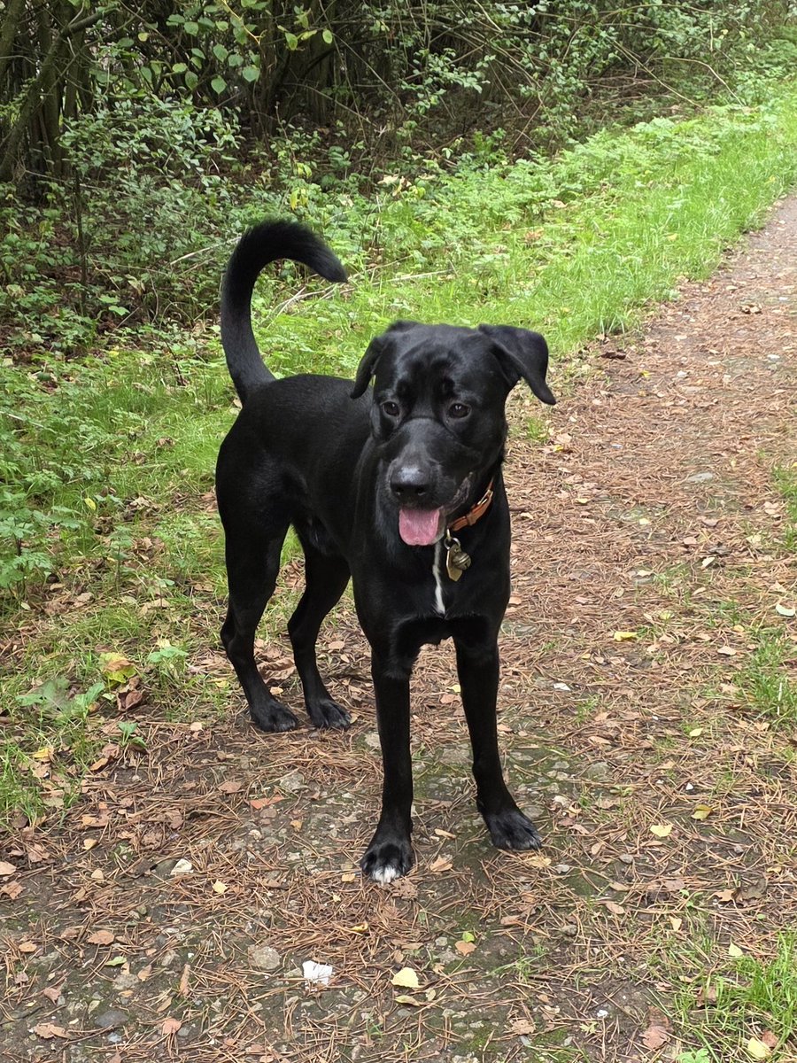 PawsAndReflect1 tweet picture
