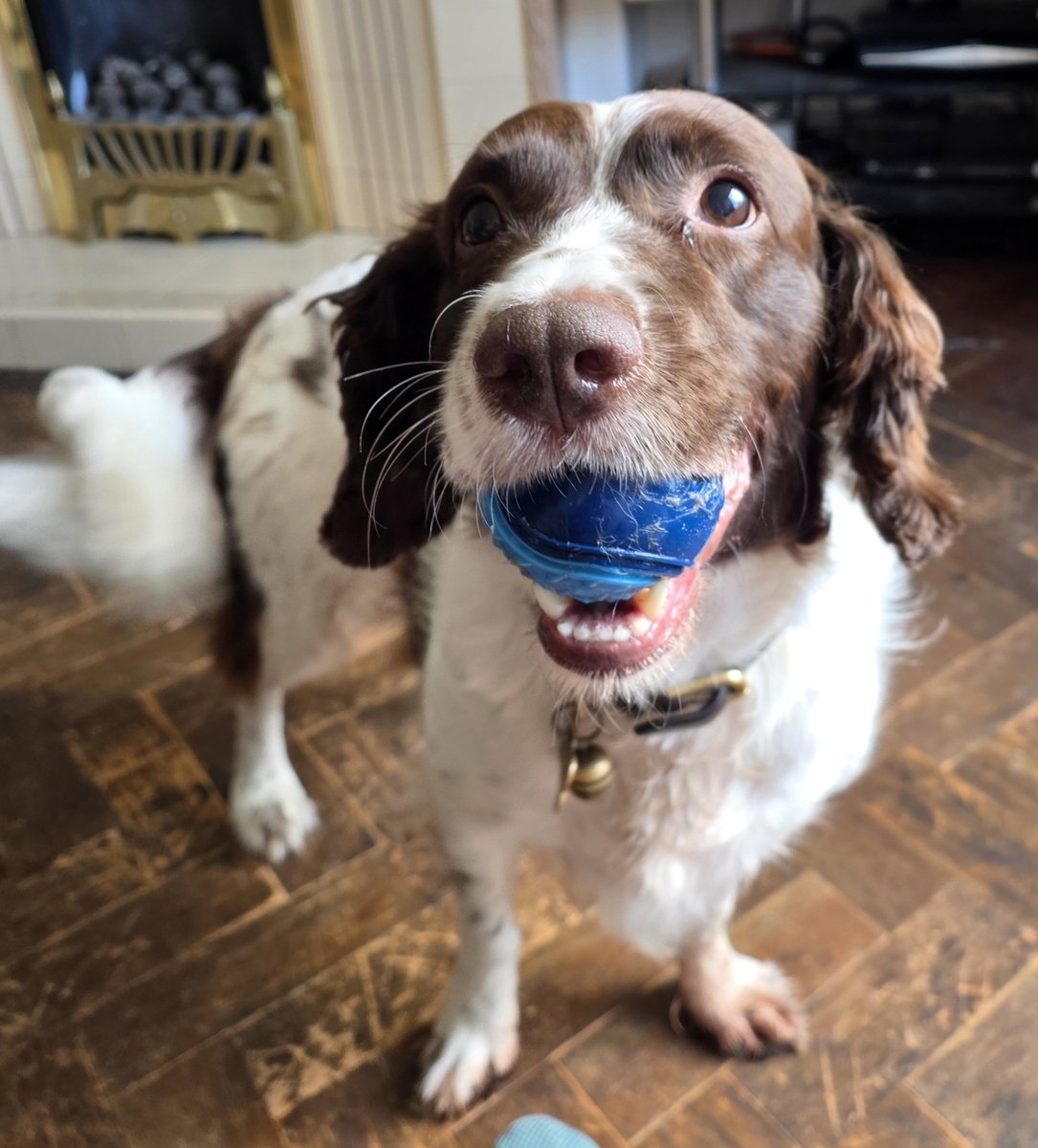 PawsAndReflect1 tweet picture