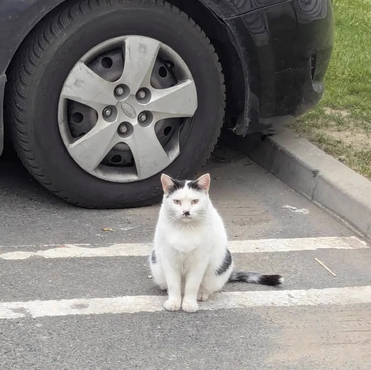まるお2号🇯🇵（羊の皮を被った猫） on X: 