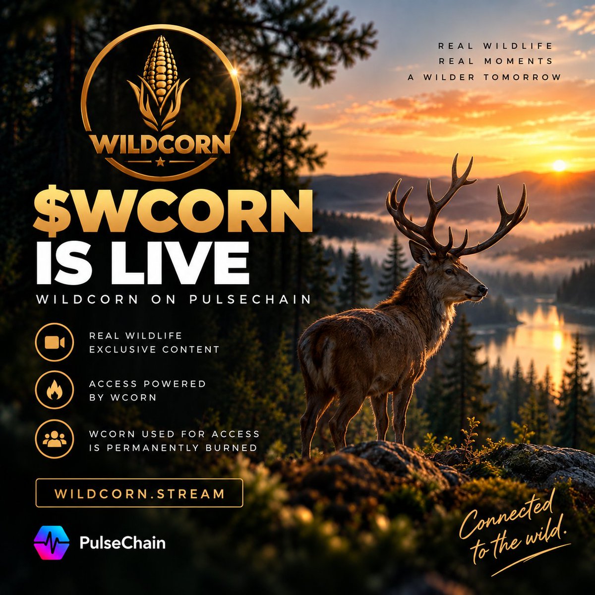 wildcornstream tweet picture