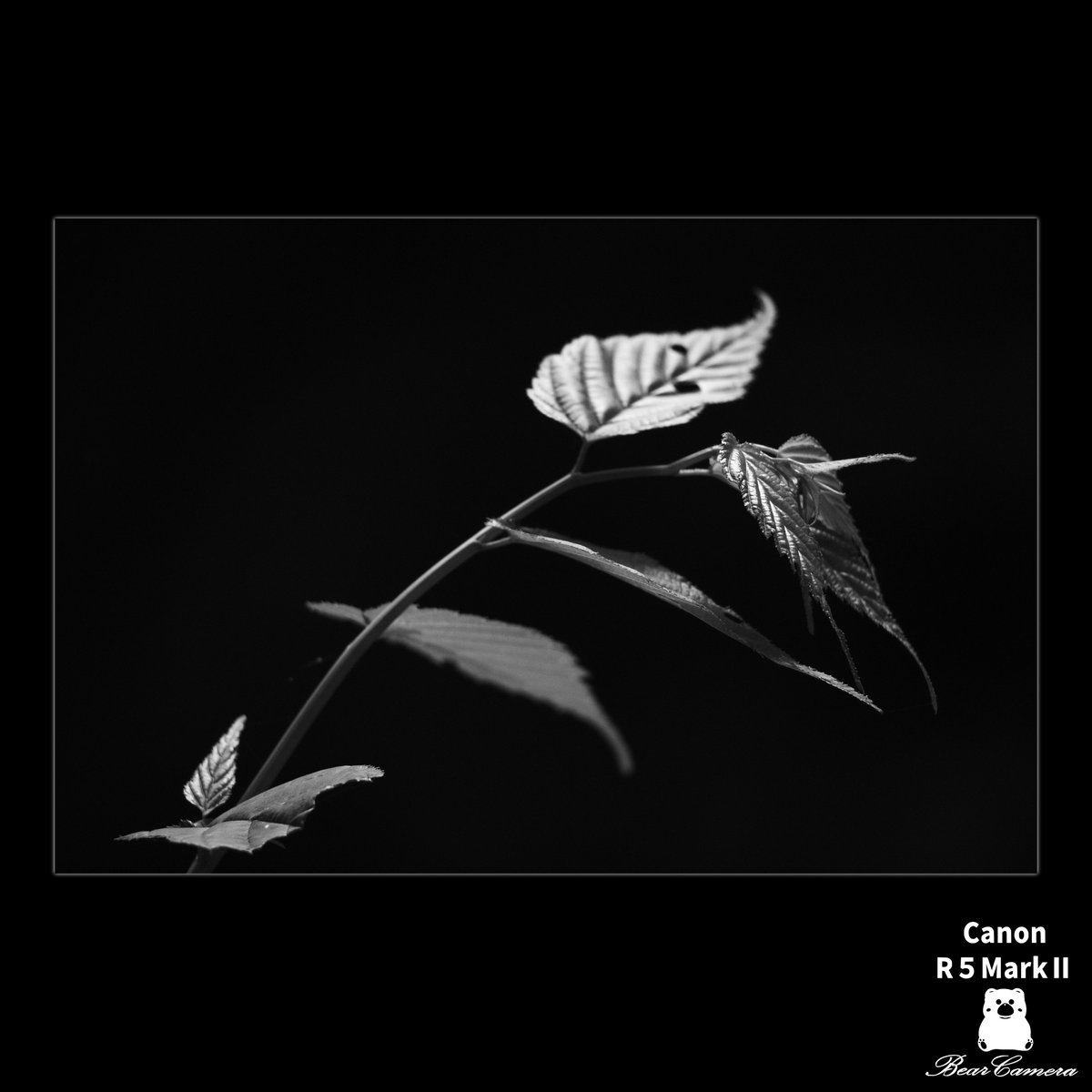 Nya1597994's tweet photo. モノクロな散歩　葉々
A Walk in Black and White
私の心を動かしたこと、もの
Things that moved my heart
#canon #eosr5 #monochromephotos https://t.co/D3pMekVLOo