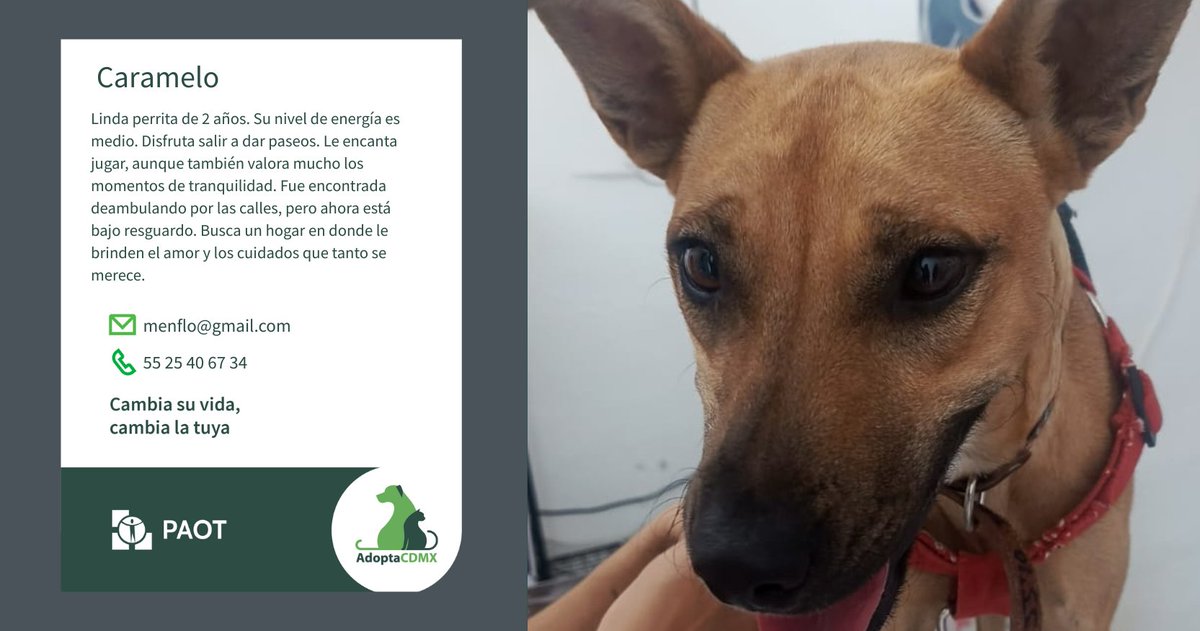 PAOTmx's tweet photo. 🐾 Soy Caramelo, tengo 2 años y un nivel de energía medio. Me encanta salir a pasear y jugar, pero también disfruto los momentos de calma. 😌 Me encontraron en la calle y ahora espero un hogar lleno de cariño. ¿Será el tuyo? 
Datos para adopción👇
📧menflo@gmail.com
📞5525406734 https://t.co/2Lm4G9nqI9