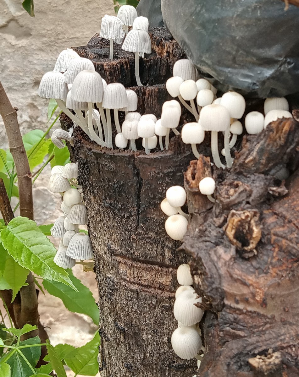 mist_py's tweet photo. Artista: María  Riveros - CEMIT - Centro Multidisciplinario de Investigaciones Tecnológicas
Título: Comunidad Blanca: Vida y Biodegradación Fúngica @conacytparaguay @IntMicroDay https://t.co/nYco4lpxSn