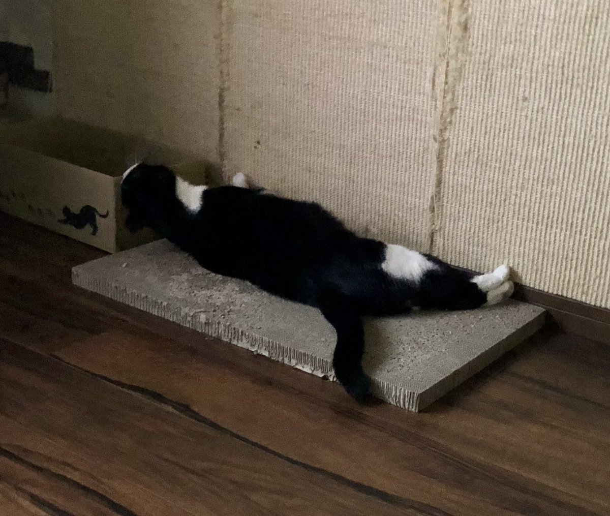 midoriruZ's tweet photo. 伸びてるだけに見えますが実は遊んでます

#保護猫と暮らす #ねこのいる幸せ #猫好きさんと繋がりたい𓏲𓎨 https://t.co/0wOGaGxweZ