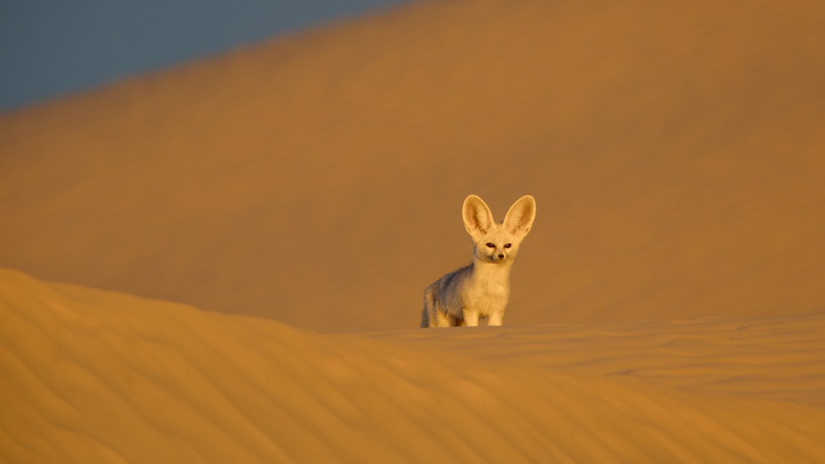 NatGeoAnimals's tweet photo. Presented by @ROLEX. From lions to penguins and everything in between, discover the incredible biodiversity that calls Africa home, as well as the stories behind those working to study and preserve them for generations to come in #AfricaEarthsWildHome. https://t.co/tOHoYg3wOw