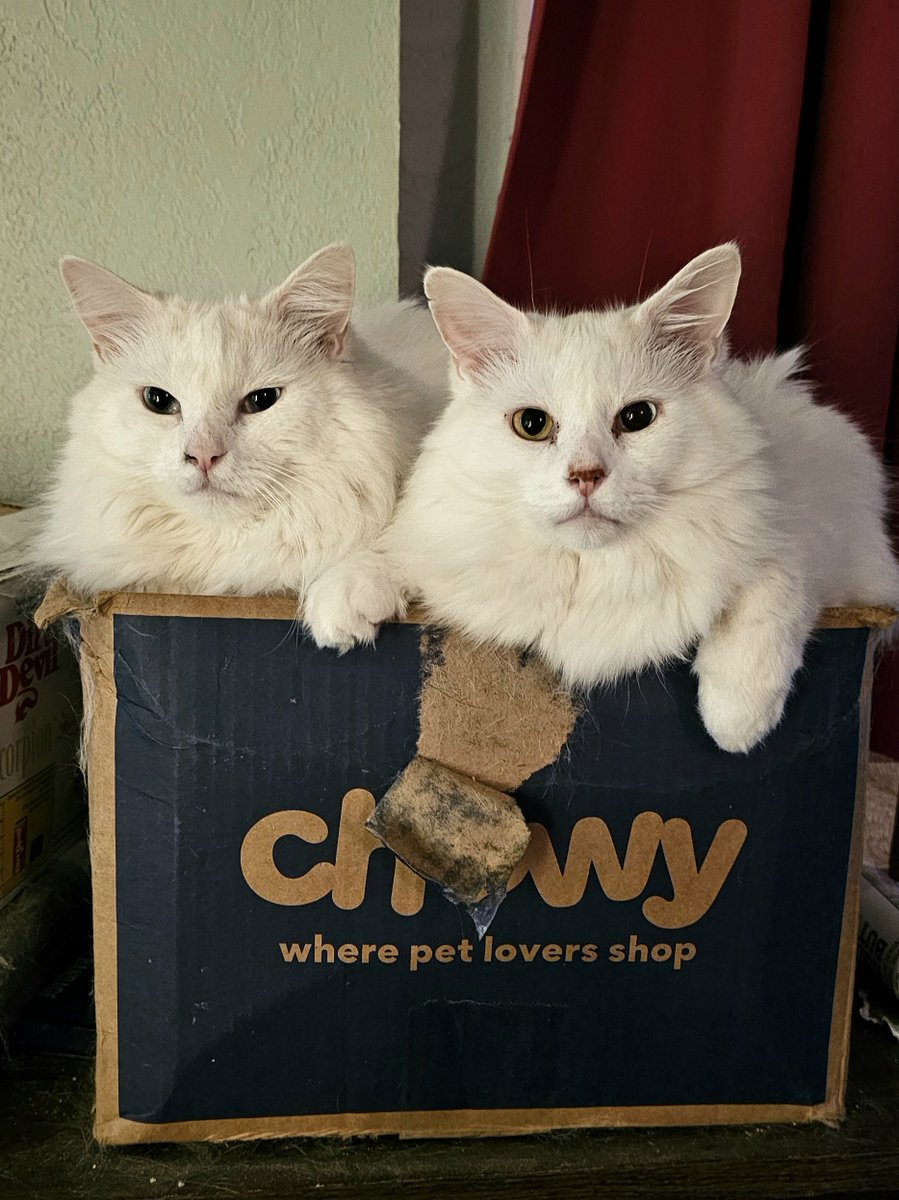 Gh0stLei's tweet photo. Foxy Freyr and St. Francis of the Deity Cats love their @Chewy delivers so much that they sleep with them. https://t.co/sudx2ZJ1nK