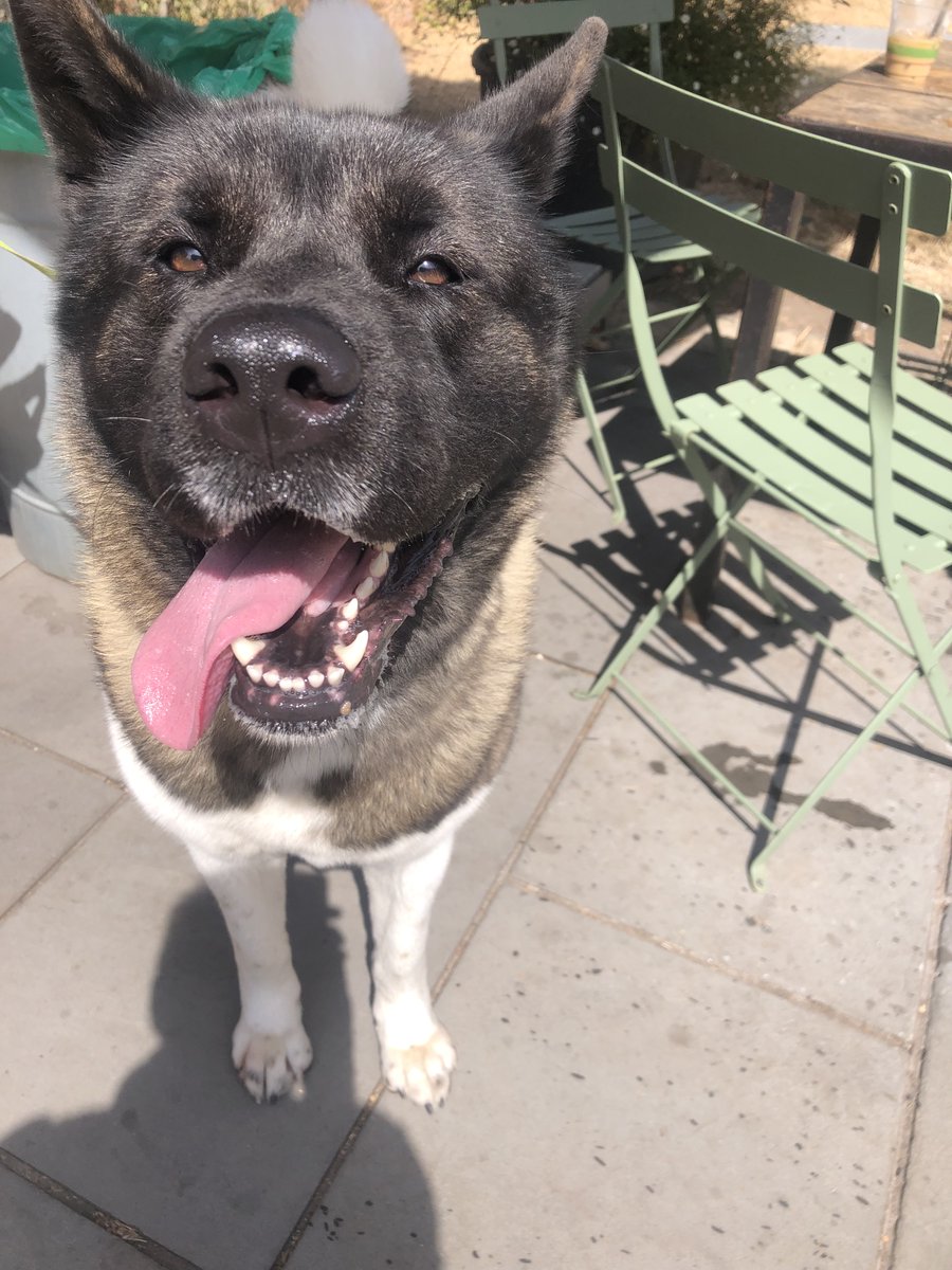 DrSugg's tweet photo. Give us this day our daily doggie.
#woof #paws #pawsome #dogs #books #pets #impossiblejourneys https://t.co/jkeWkNNkI2