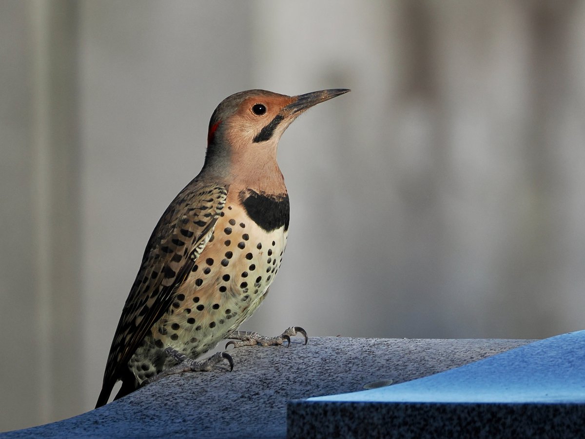 mawgdn's tweet photo. I met this male Northern #Flicker when visiting the Warbler Tree. A nice bonus! #WoodpeckerThursday #birdwatching #BirdsSeenIn2026 St. Peter's Cemetery 09/14/26 https://t.co/k1X3ZslURU