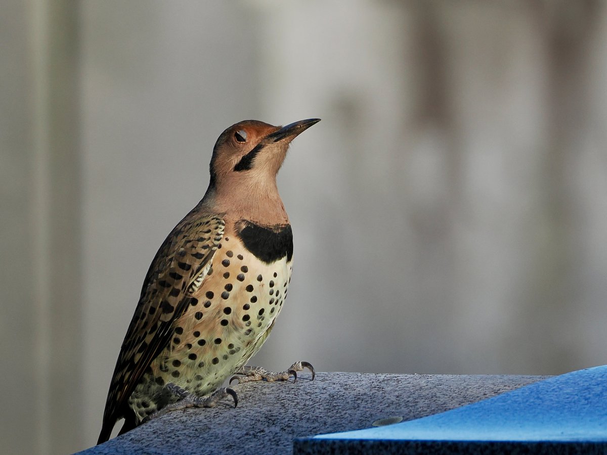 mawgdn's tweet photo. I met this male Northern #Flicker when visiting the Warbler Tree. A nice bonus! #WoodpeckerThursday #birdwatching #BirdsSeenIn2026 St. Peter's Cemetery 09/14/26 https://t.co/k1X3ZslURU