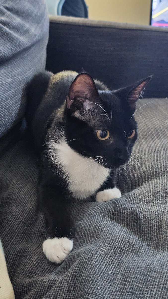 primarchkitty's tweet photo. I loooove the big round eyes!! #Catsociety https://t.co/ECGQ9mOKnh