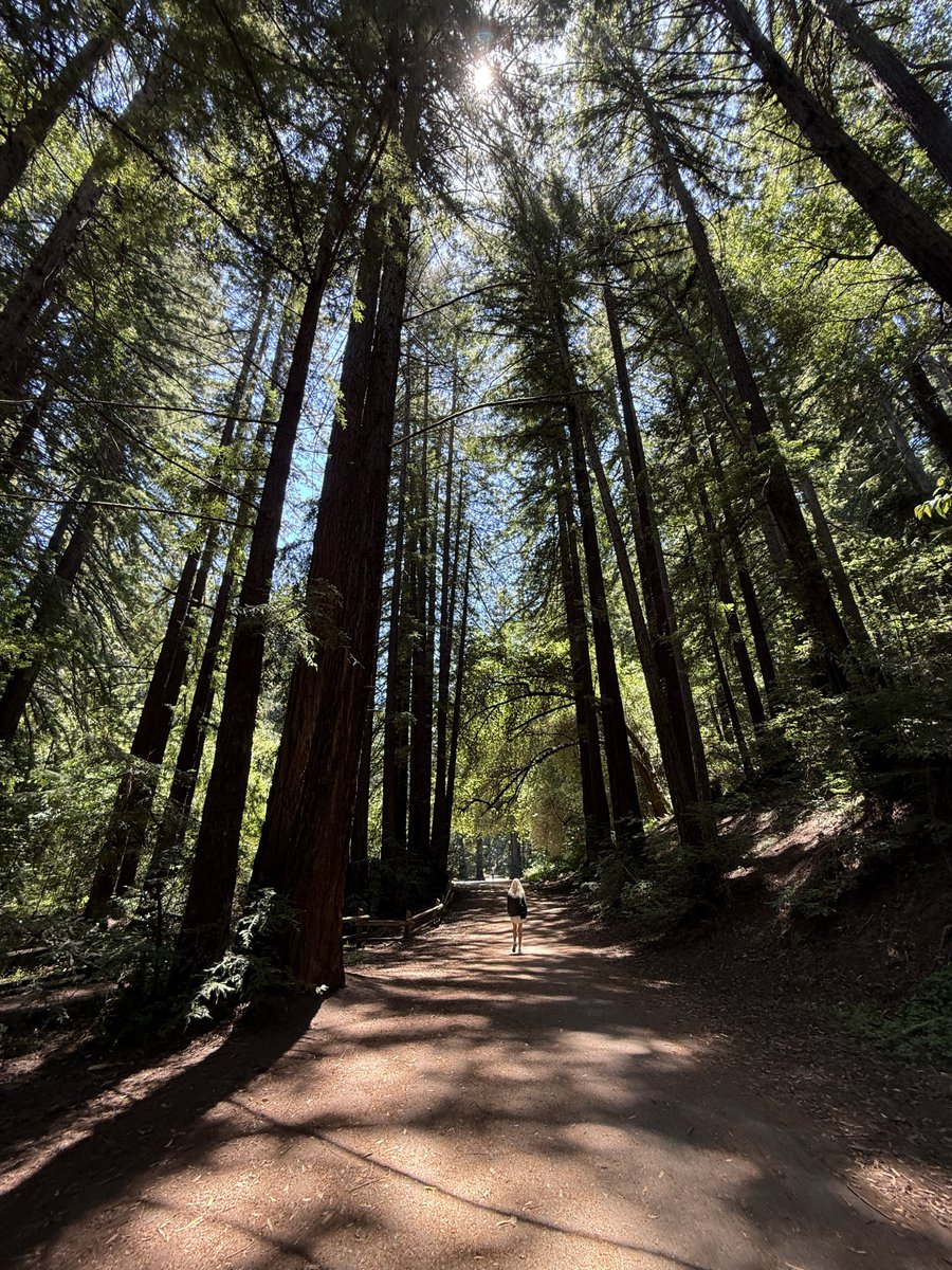 Elsawherenow's tweet photo. The great American outdoors 🇺🇸 this was in Reinhardt Redwood Regional Park just outside San Francisco 

You can just see me in the distance 😂 these trees were HUGE and they weren’t even the big ones 

Something I’m really looking forward to once I move is the national parks!! https://t.co/iNAFM08bB1