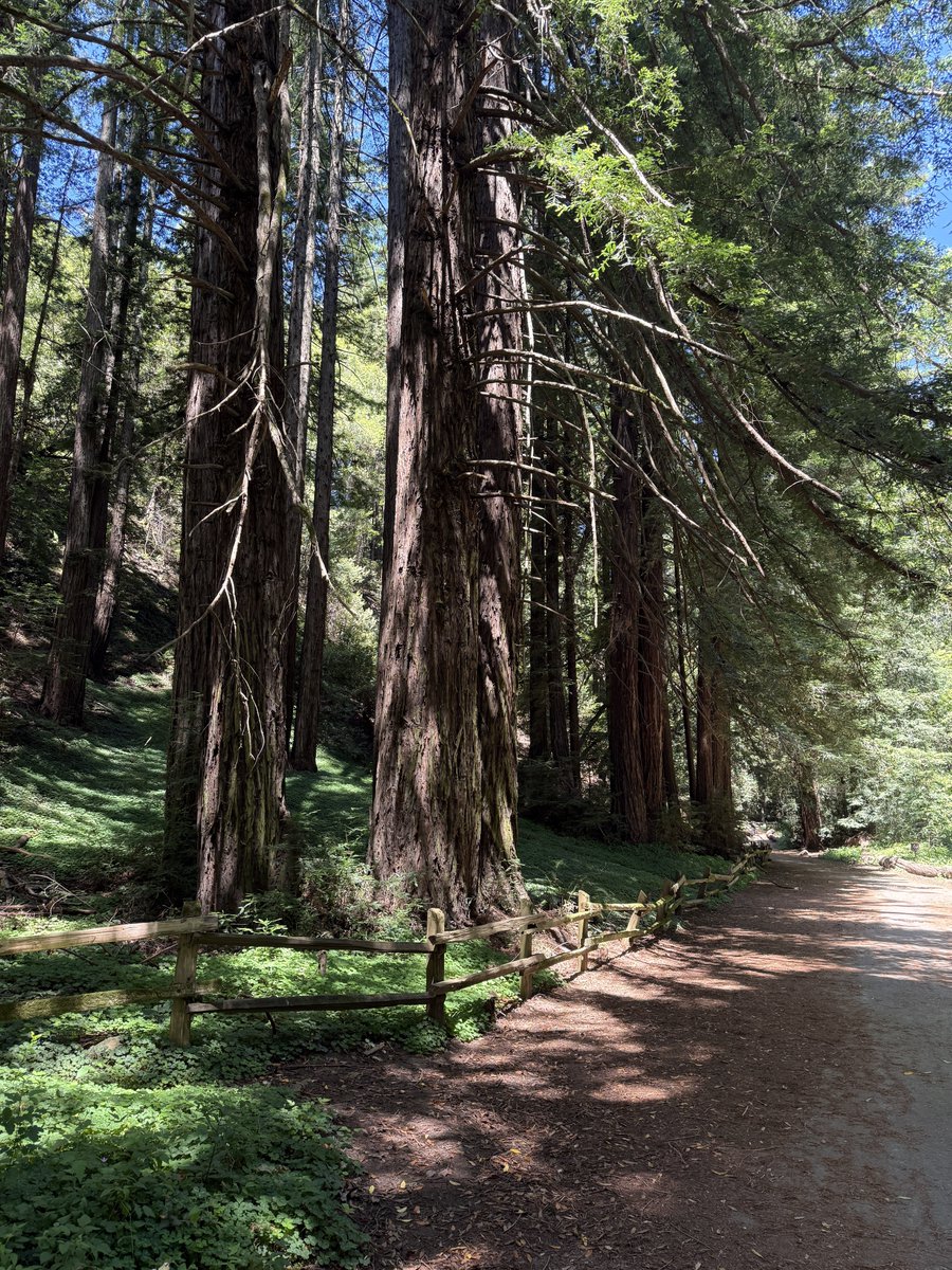 Elsawherenow's tweet photo. The great American outdoors 🇺🇸 this was in Reinhardt Redwood Regional Park just outside San Francisco 

You can just see me in the distance 😂 these trees were HUGE and they weren’t even the big ones 

Something I’m really looking forward to once I move is the national parks!! https://t.co/iNAFM08bB1