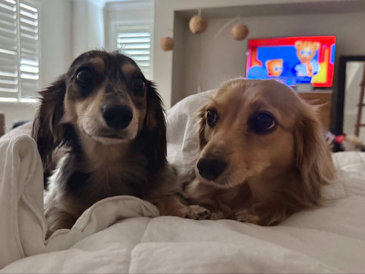 scoobsluvr's tweet photo. when u literally have a friend !!!! https://t.co/ZEjIIKdhpw
