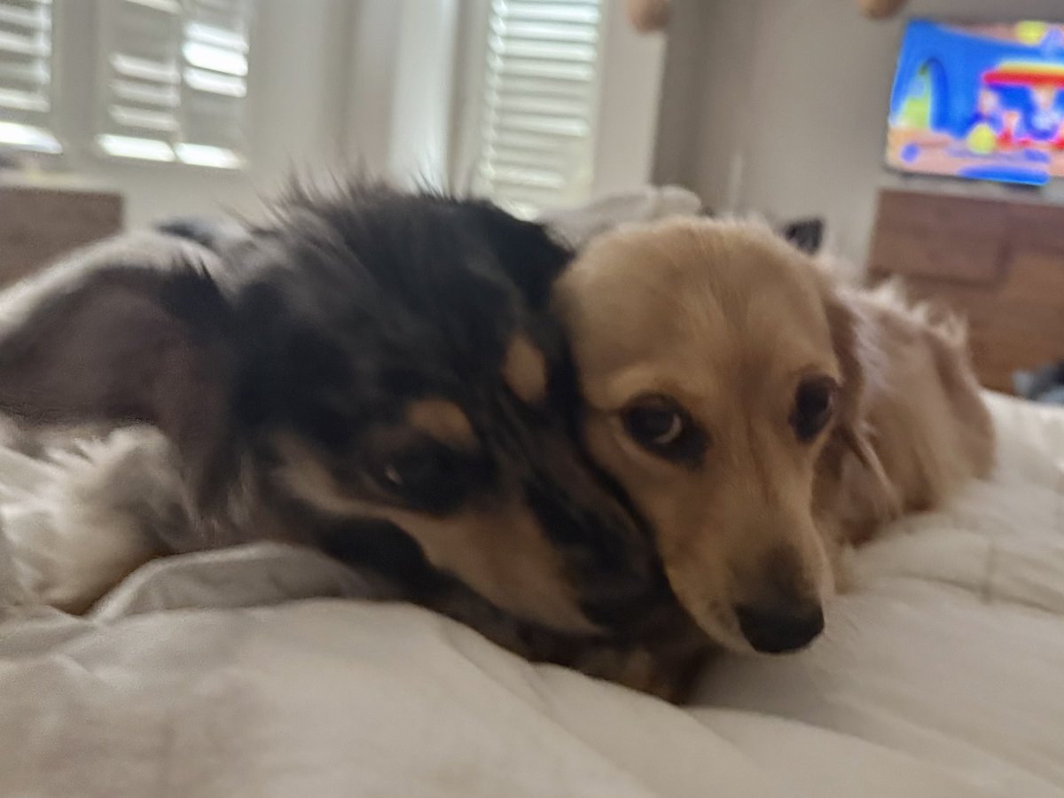 scoobsluvr's tweet photo. when u literally have a friend !!!! https://t.co/ZEjIIKdhpw