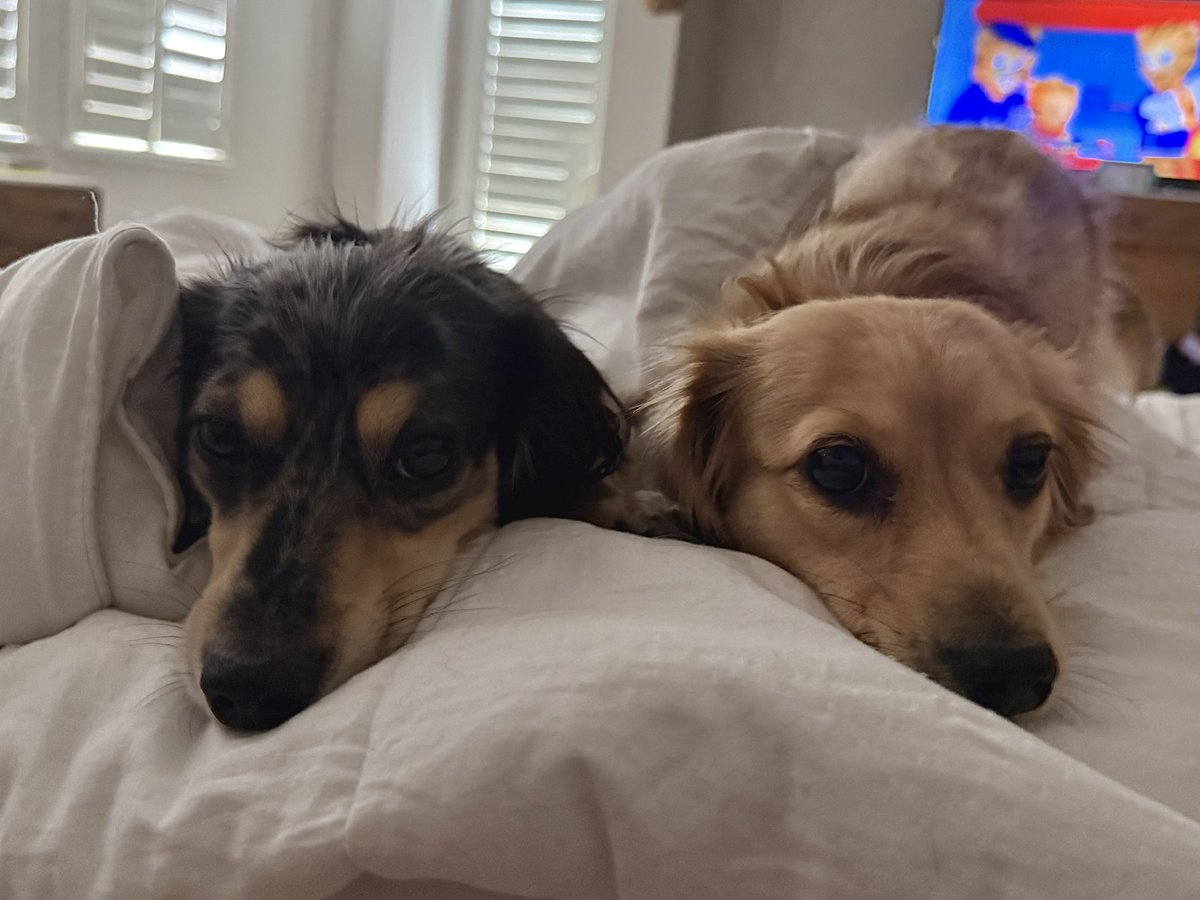 scoobsluvr's tweet photo. when u literally have a friend !!!! https://t.co/ZEjIIKdhpw