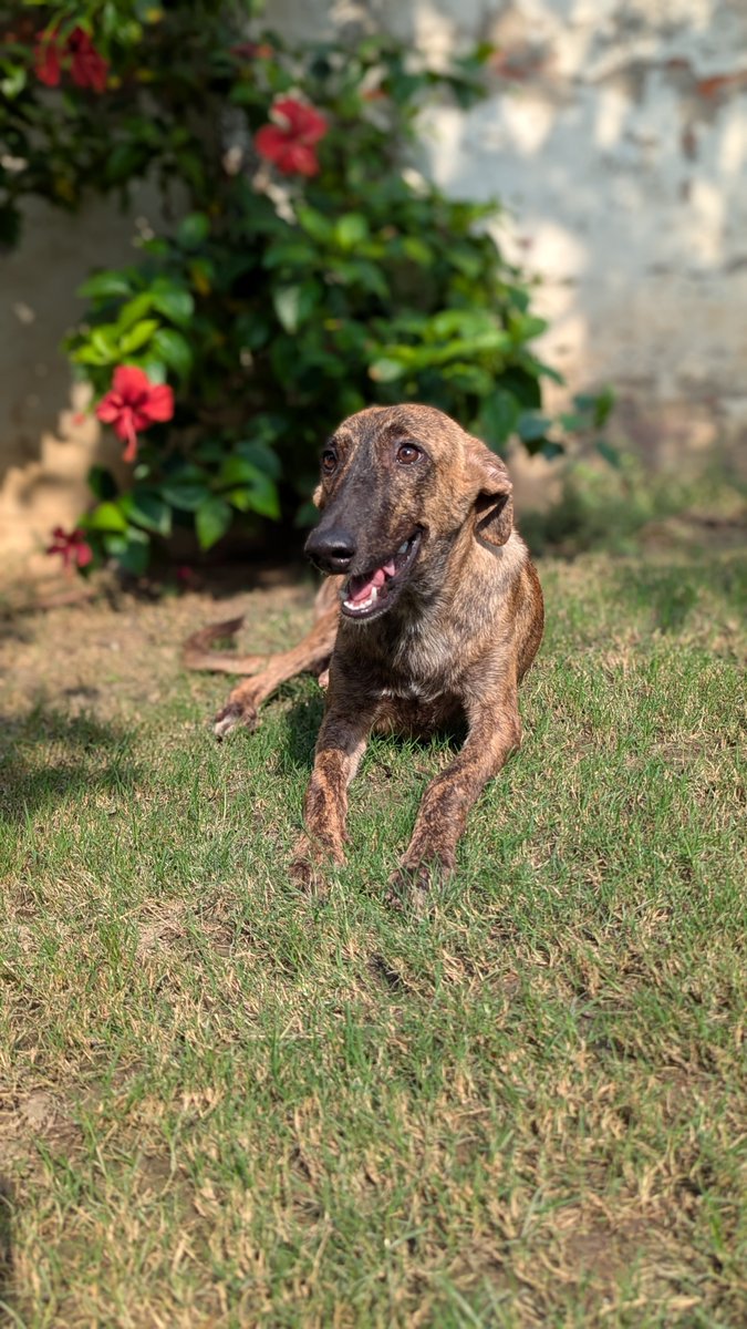 tws_pk2's tweet photo. Athena Bear was shot during a culling drive, but her strength won. She has fully healed from her physical wounds and trauma, proving how resilient these street dogs truly are.
While Athena is safe, thousands like her face illegal culling every day. Please stand with us and support the dogs of Pakistan. They deserve a future too 🙏🏼

#StopKillingDogsPak